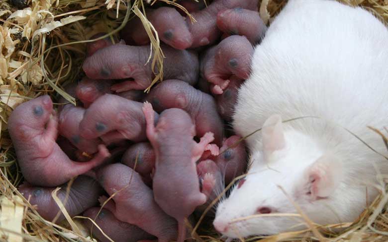 Baby Mice