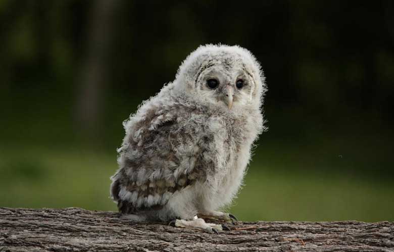 Baby Owl