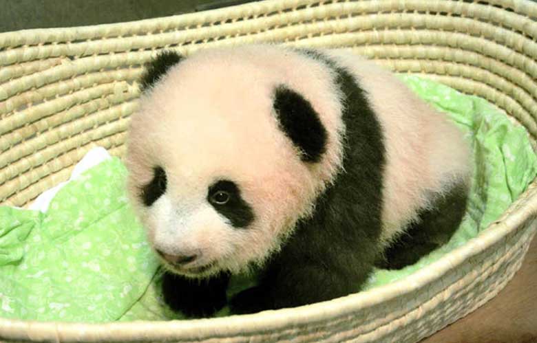 Baby Panda