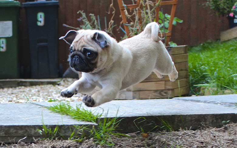 Baby Pug