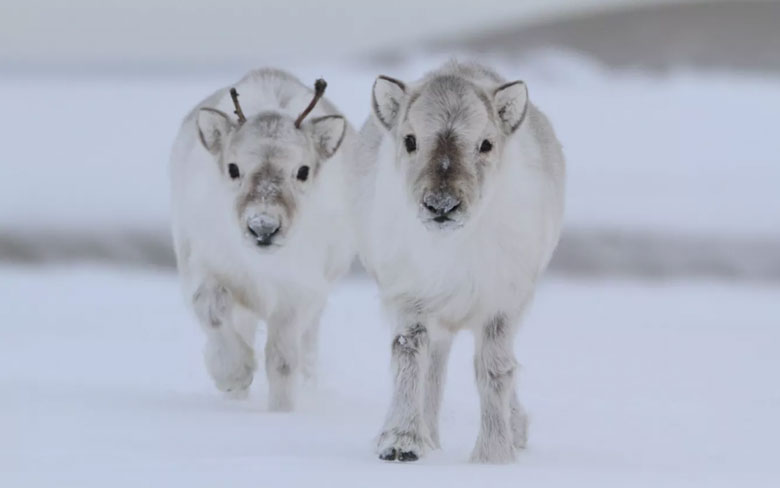 Baby Reindeers