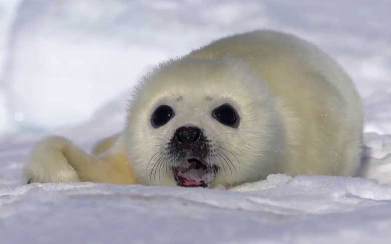 Baby Seal