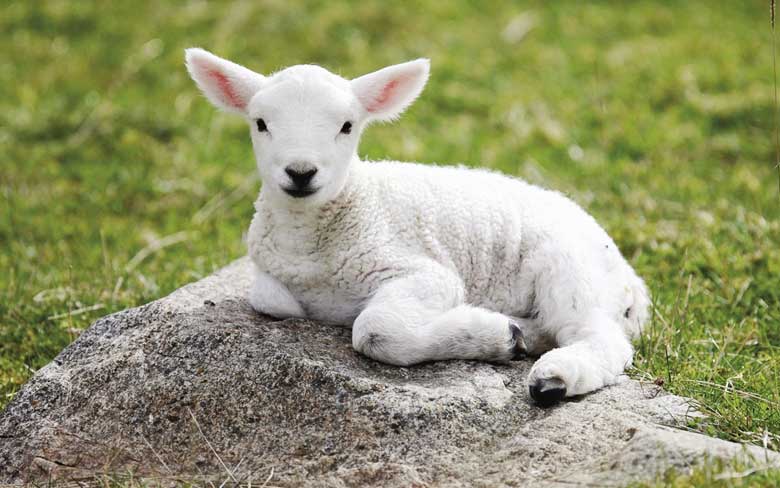 Baby Sheep