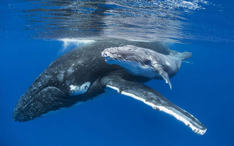 Baby Whale