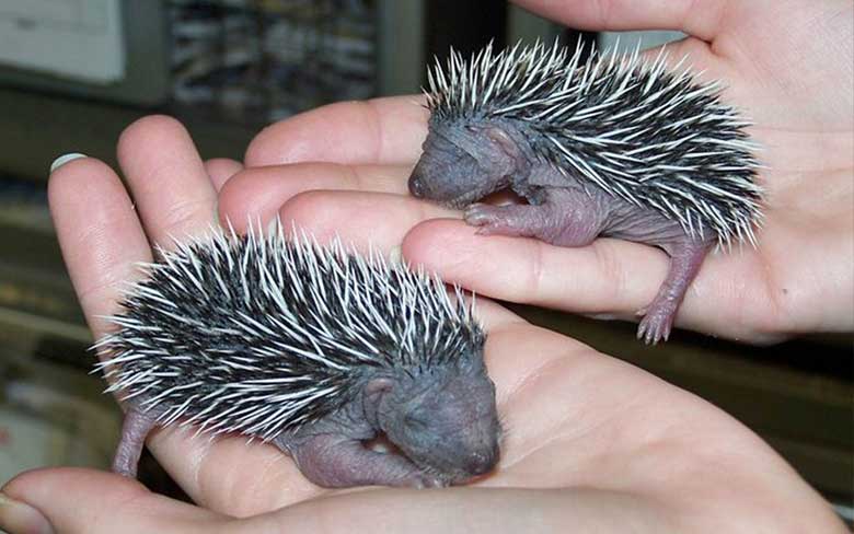 Hoglets