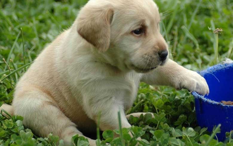 Labrador Puppy