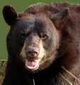 Black-bear.jpg