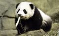 Tokin'panda.jpg