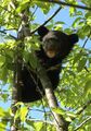 12-cub on tree.jpg