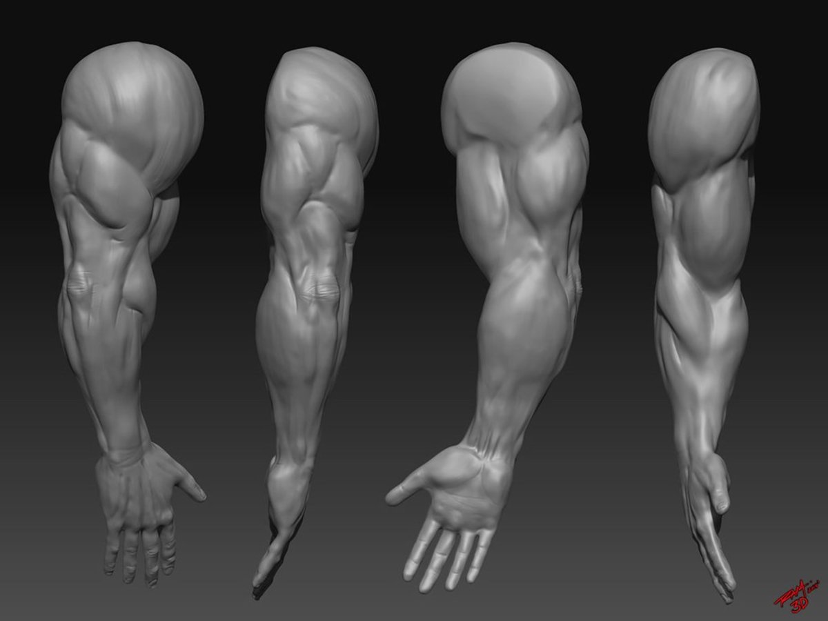 Muscular Male Reference - Anatomia Vishstudio | Bodrumwasuma