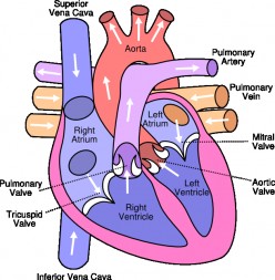 How the Heart Works: Part 1