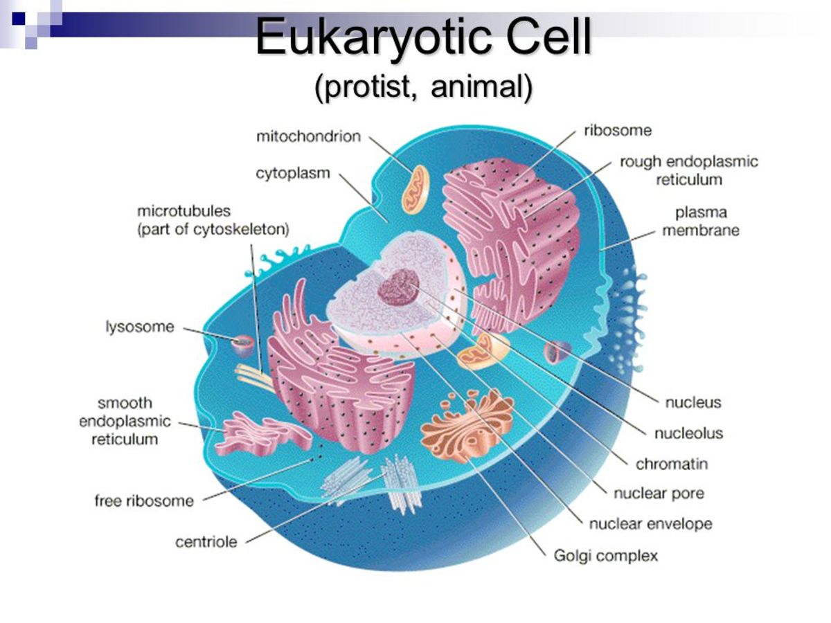 [DIAGRAM] Typical Eukaryotic Cell Diagram - MYDIAGRAM.ONLINE