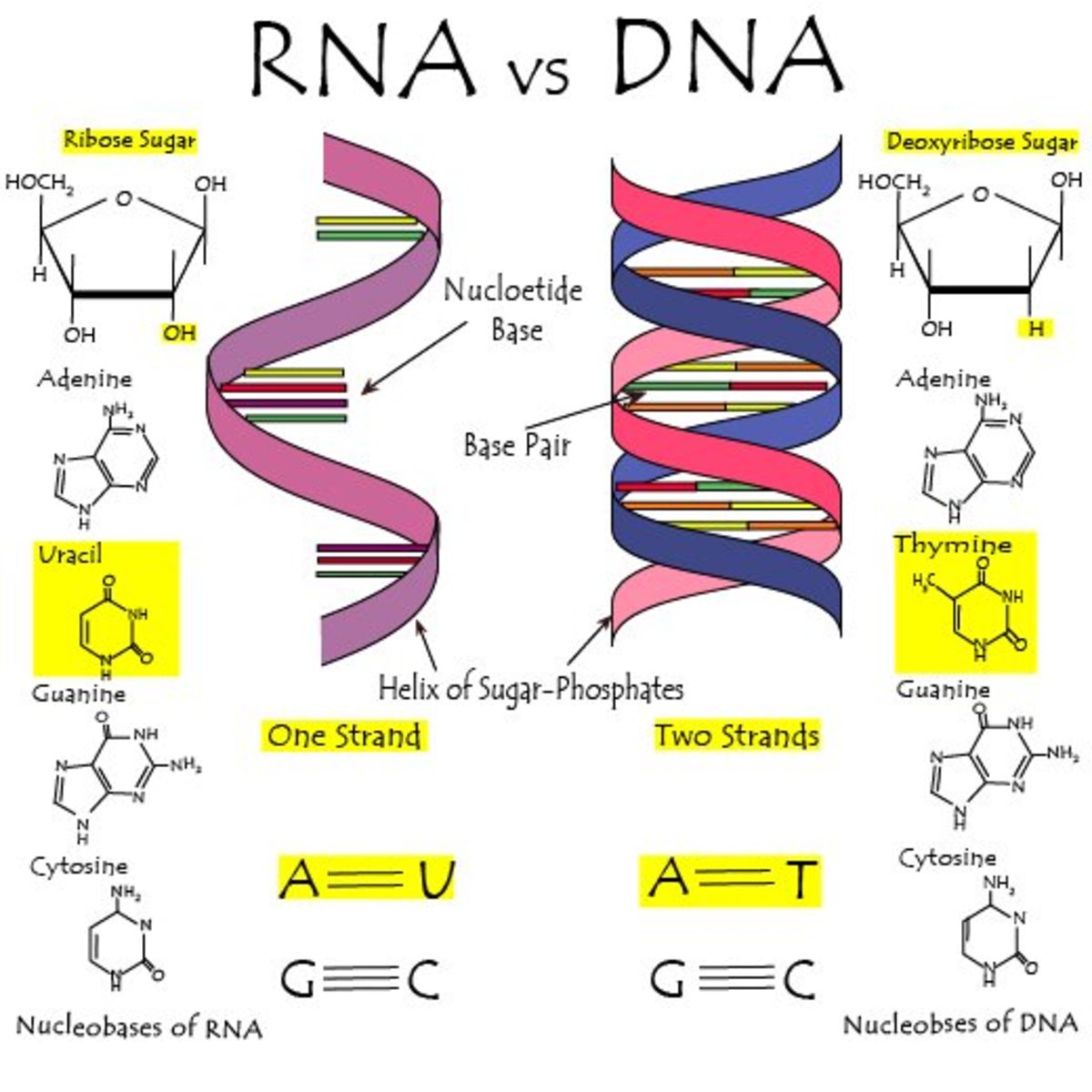 DNA Vs RNA Chart