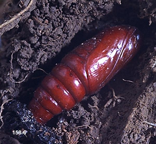 Glassy Cutworm Pupa