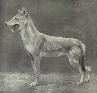 File:Egyptianjackal.jpg