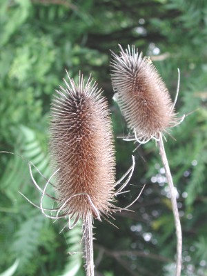 semujo de Dipsacus fullonum