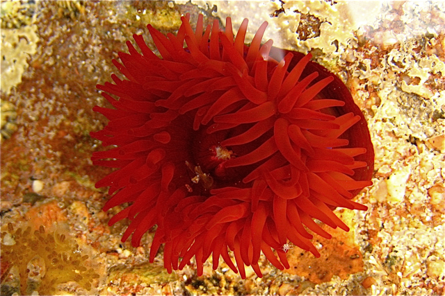 File:Aberdour Bay, Beadlet anemone in rock-pool - geograph.org.uk - 824529.jpg