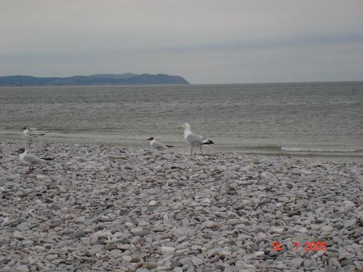 File:North Wales Coast Path - geograph.org.uk - 27197.jpg