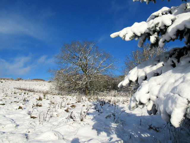 File:First Snow of Winter 2017-18 Lickey - geograph.org.uk - 5620620.jpg