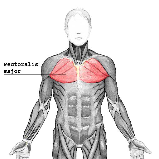 File:Pectoralis major.png