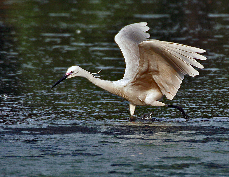 File:Little Egret (Egretta garzetta)- In Breeding plumage-actively catching prey in Kolkata I IMG 7962.jpg