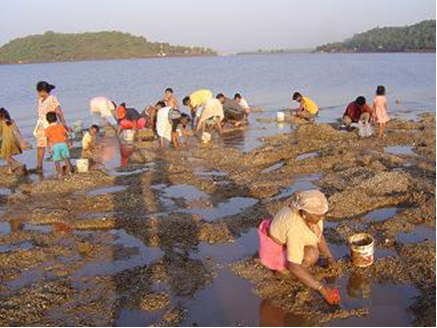 File:Oyster Collection.png