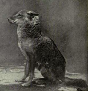 File:Indianjackal.jpg