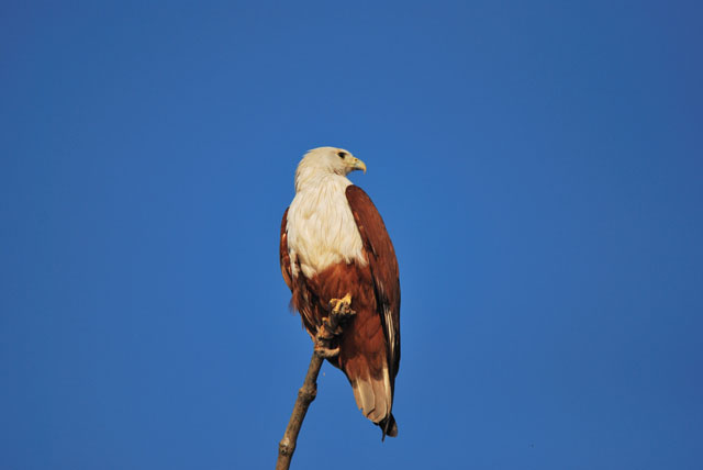 File:Brahminy Kite, Goa.jpg