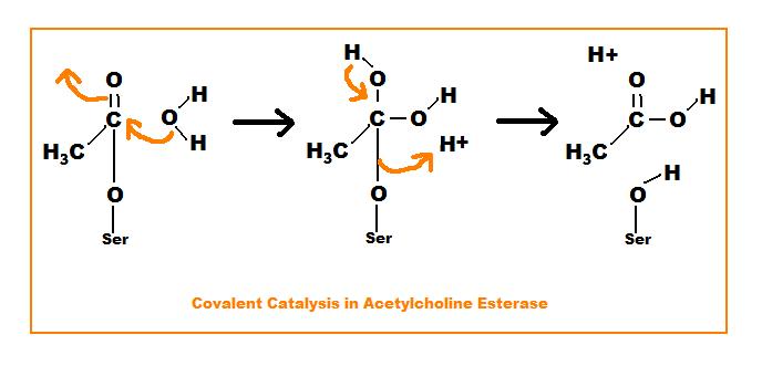 covalent catalysis