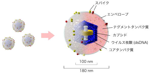 File:Herpesvirus structure.png