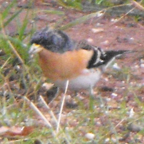 File:Fringilla montifringilla 1 2002-01-29.jpg