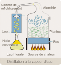 Distillation à la vapeur d'eau (Florame)