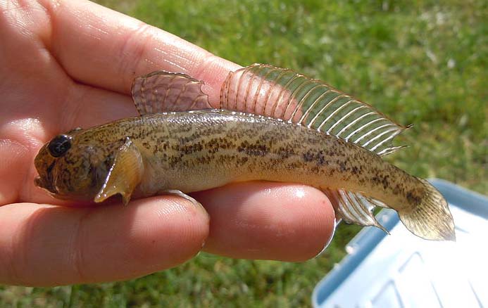 File:Racer goby from the Bug River 4.jpg