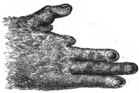 File:Potto hand Mivart.png