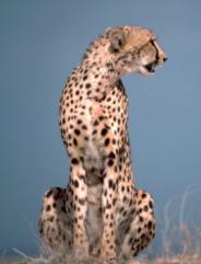 Guepard