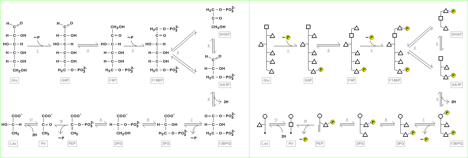  Glycolysis - Structure of anaerobic glycolysis components showed using Fischer projections, left, and polygonal model, right. The compounds correspond to glucose (GLU),  glucose 6-phosphate (G6P), fructose 6-phosphate (F6P), fructose 1,6-bisphosphate ( F16BP), dihydroxyacetone phosphate (DHAP), glyceraldehyde 3-phosphate(GA3P), 1,3-bisphosphoglycerate (13BPG), 3-phosphoglycerate (3PG), 2-phosphoglycerate (2PG), phosphoenolpyruvate (PEP), pyruvate (PIR), and lactate (LAC). The enzymes which participate of this pathway are indicated by underlined numbers, and correspond to hexokinase (1), glucose-6-phosphate isomerase (2), phosphofructokinase-1 (3), fructose-bisphosphate aldolase (4), triosephosphate isomerase (5), glyceraldehyde-3-phosphate dehydrogenase (5),  phosphoglycerate kinase (7), phosphoglycerate mutase (8), phosphopyruvate hydratase (enolase) (9), pyruvate kinase (10), and lactate dehydrogenase (11). The participant coenzymes (NAD+, NADH + H+, ATP and ADP), inorganic phosphate, H2O and CO2 were omitted in these representations. The phosphorylation reactions from ATP, as well the ADP phosphorylation reactions in later steps of glycolysis are shown as ~P respectively entering or going out the pathway. The oxireduction reactions using NAD+ or NADH are observed as hydrogens "2H" going out or entering the pathway.