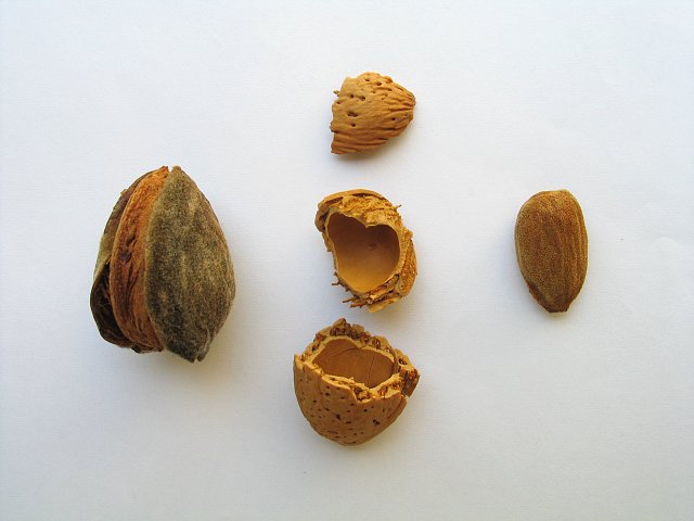 File:Almonds.JPG