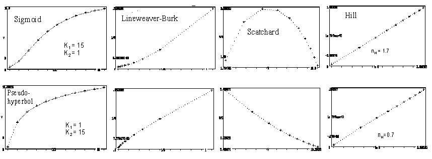 Kooperativitätsphänomene