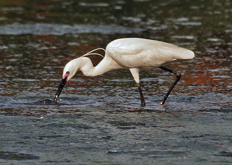 File:Little Egret (Egretta garzetta)- In Breeding plumage-actively catching prey in Kolkata I IMG 7990.jpg