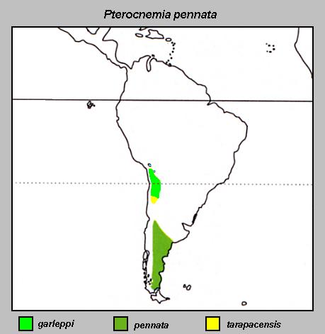 File:Pterocnemia pennata Distribution map.jpg