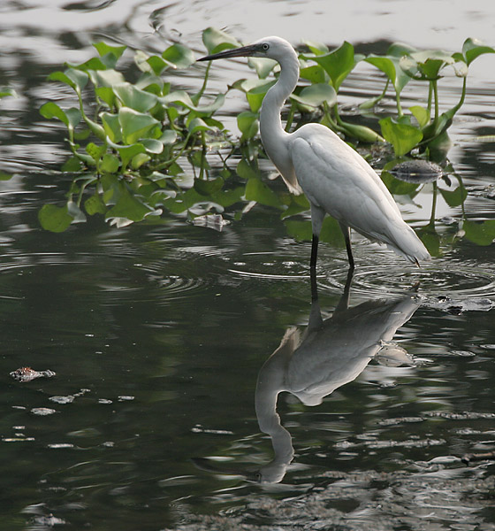 File:Little Egret- Reflection I Picture 232.jpg