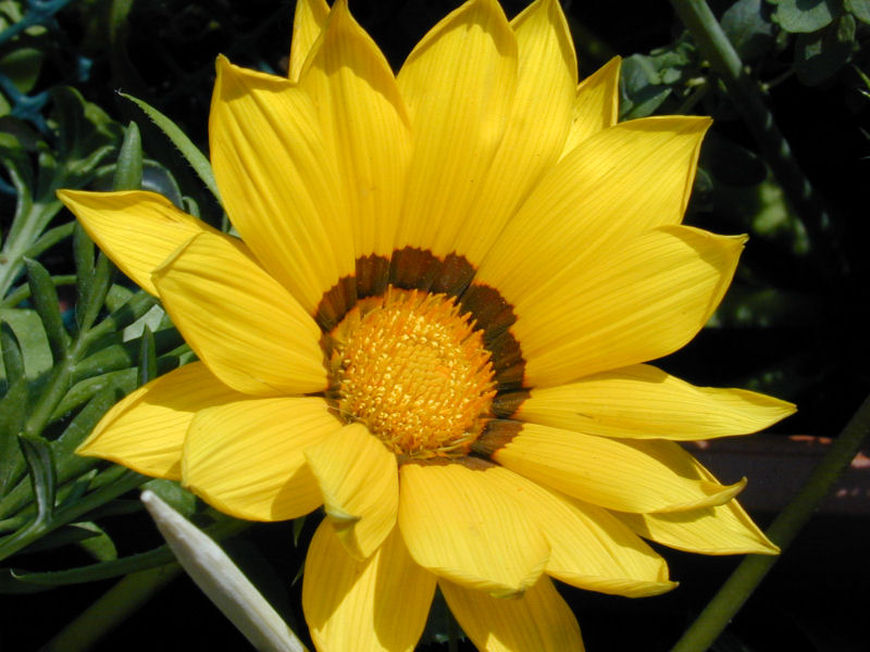 File:Gazania fax04.jpg