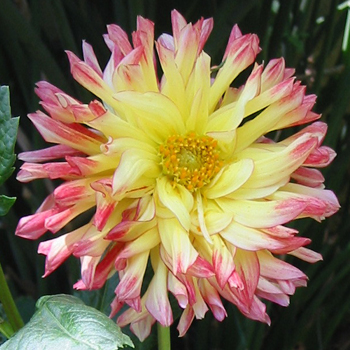 File:Dahlia044.jpg