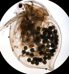 Daphnia magna, näha on munakobarad