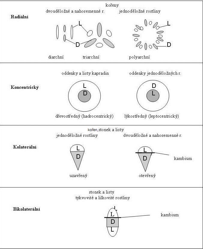 Typy cévních svazků