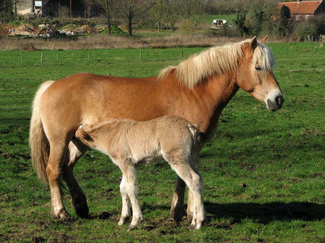 File:Haflinger mare and foal - geograph.org.uk - 455891.jpg