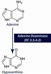 Adenine deaminase scheme