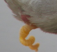 Mallard with visible penis (cropped).jpg