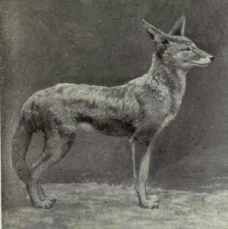 File:Turkishjackal.jpg