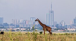 A giraffe with a beautiful background of Nairobi City Skyline